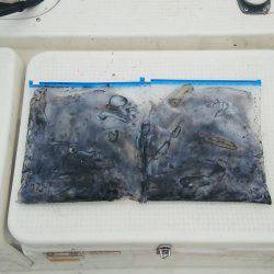 マリンガイド福丸 釣果