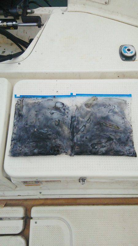 マリンガイド福丸 釣果