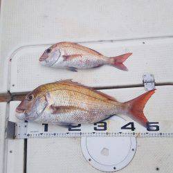 マリンガイド福丸 釣果