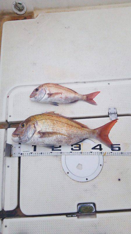 マリンガイド福丸 釣果