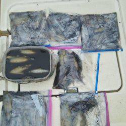 マリンガイド福丸 釣果