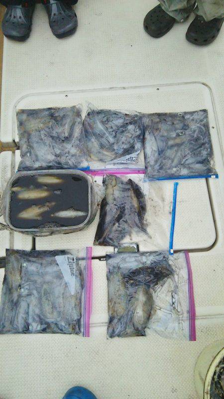 マリンガイド福丸 釣果