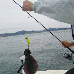 マリンガイド福丸 釣果