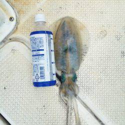 マリンガイド福丸 釣果