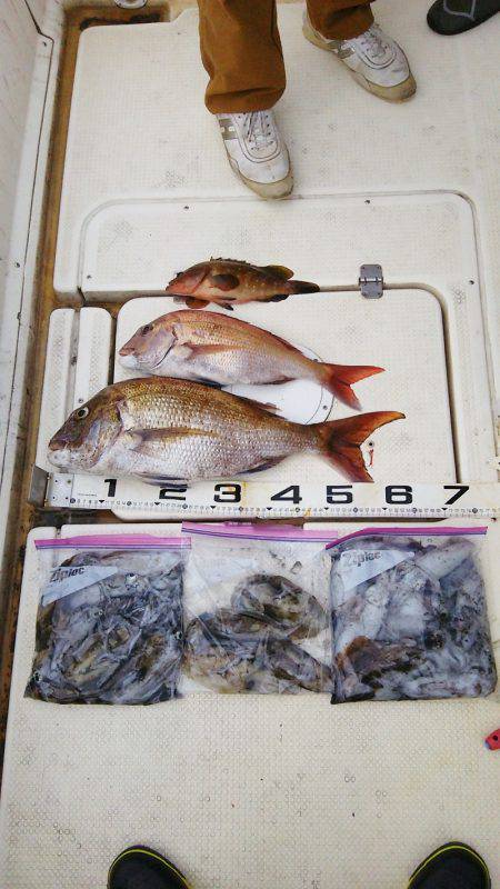 マリンガイド福丸 釣果