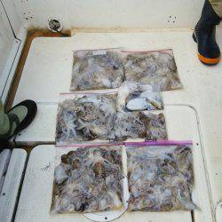 マリンガイド福丸 釣果