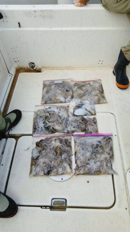 マリンガイド福丸 釣果