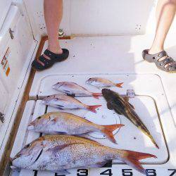 マリンガイド福丸 釣果