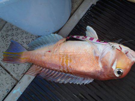 第二龍勢丸 釣果