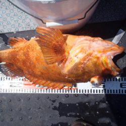 第二龍勢丸 釣果