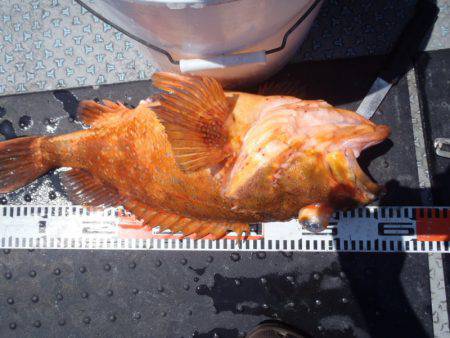 第二龍勢丸 釣果