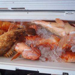 第二龍勢丸 釣果