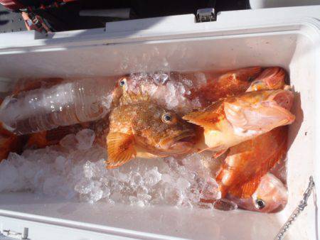 第二龍勢丸 釣果