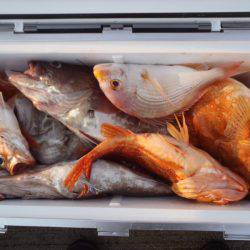 第二龍勢丸 釣果