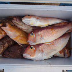 第二龍勢丸 釣果