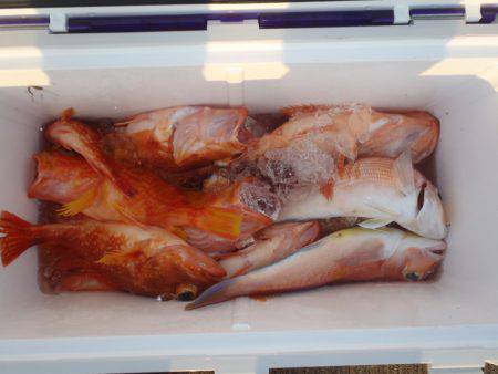 第二龍勢丸 釣果