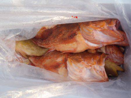 第二龍勢丸 釣果