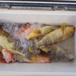 第二龍勢丸 釣果