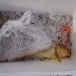 第二龍勢丸 釣果