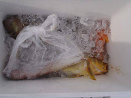 第二龍勢丸 釣果