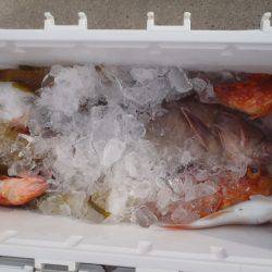 第二龍勢丸 釣果