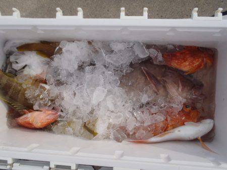 第二龍勢丸 釣果