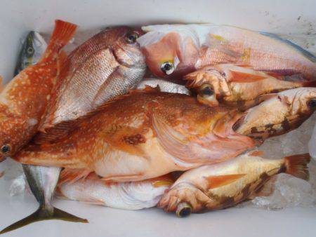 第二龍勢丸 釣果