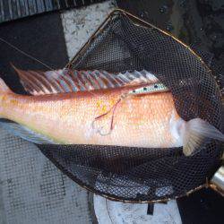 第二龍勢丸 釣果