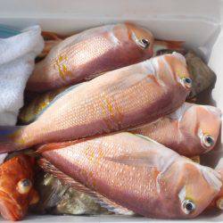 第二龍勢丸 釣果