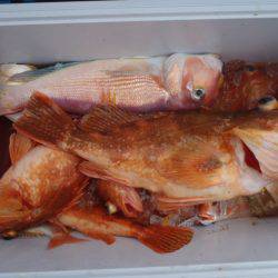 第二龍勢丸 釣果