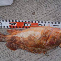 第二龍勢丸 釣果