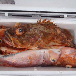 第二龍勢丸 釣果