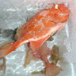 第二龍勢丸 釣果