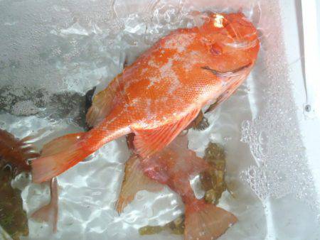 第二龍勢丸 釣果