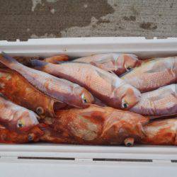 第二龍勢丸 釣果