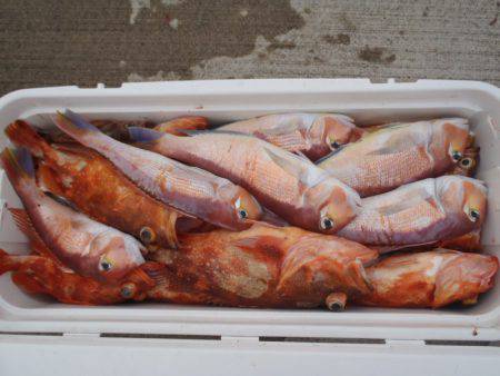 第二龍勢丸 釣果