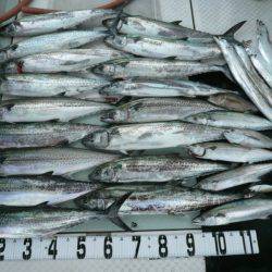 オーシャンスター(Ocean Star) 釣果