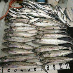 オーシャンスター(Ocean Star) 釣果