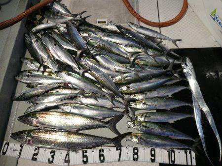 オーシャンスター(Ocean Star) …