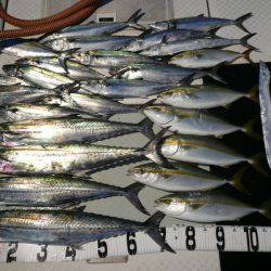 オーシャンスター(Ocean Star) 釣果