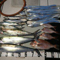 オーシャンスター(Ocean Star) 釣果