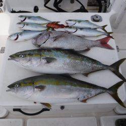 JDI Racing シールズマリンレジャー 釣果