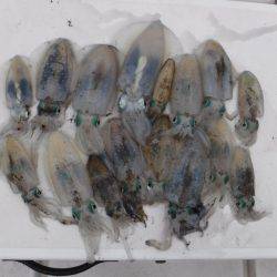 ＪＤＩ　Ｒａｃｉｎｇ　シールズマリンレジャー 釣果