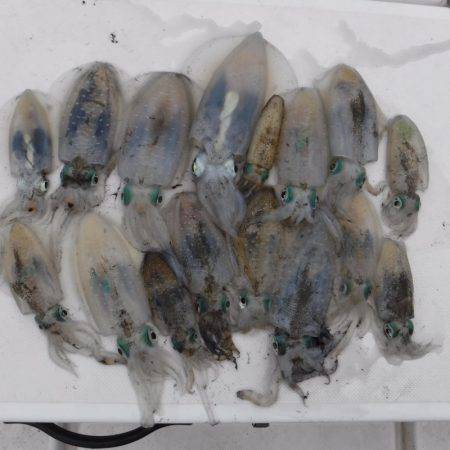 ＪＤＩ　Ｒａｃｉｎｇ　シールズマリンレジャ…