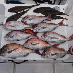 JDI Racing シールズマリンレジャー 釣果