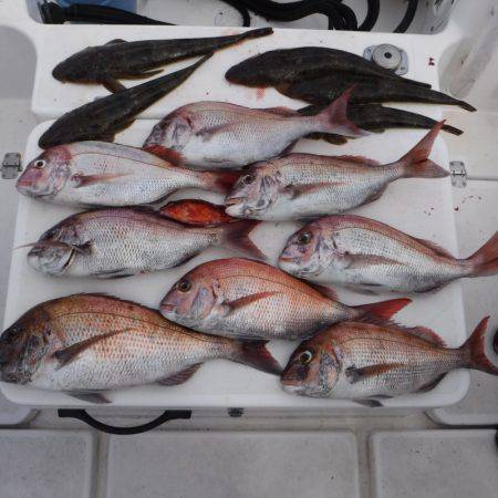 ＪＤＩ　Ｒａｃｉｎｇ　シールズマリンレジャ…