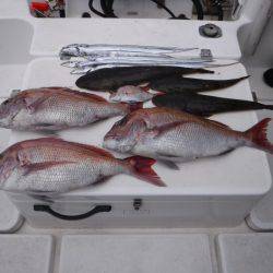 JDI Racing シールズマリンレジャー 釣果