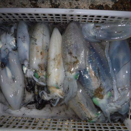 JDI Racing シールズマリンレジャー 釣果