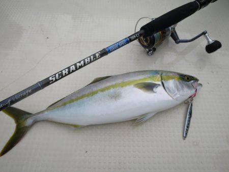 Chase（チェイス） 釣果