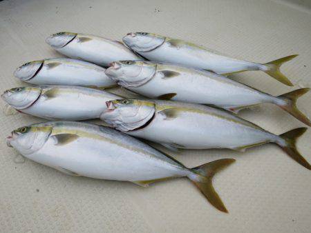 Chase（チェイス） 釣果